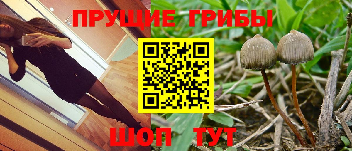 Миллерово  Псилоцибиновые грибы прущие грибы  Псилоцибиновые грибы GOLDEN TEACHER  Вход с VPN 